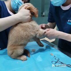 康林动物诊所 您身边的动物健康守护者