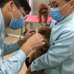 福懋动物诊所（江夏分店） 专业与关怀并重的宠物健康守护站