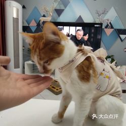 上海兽医动物诊所精选 电话、地址、价格与营业时间一览